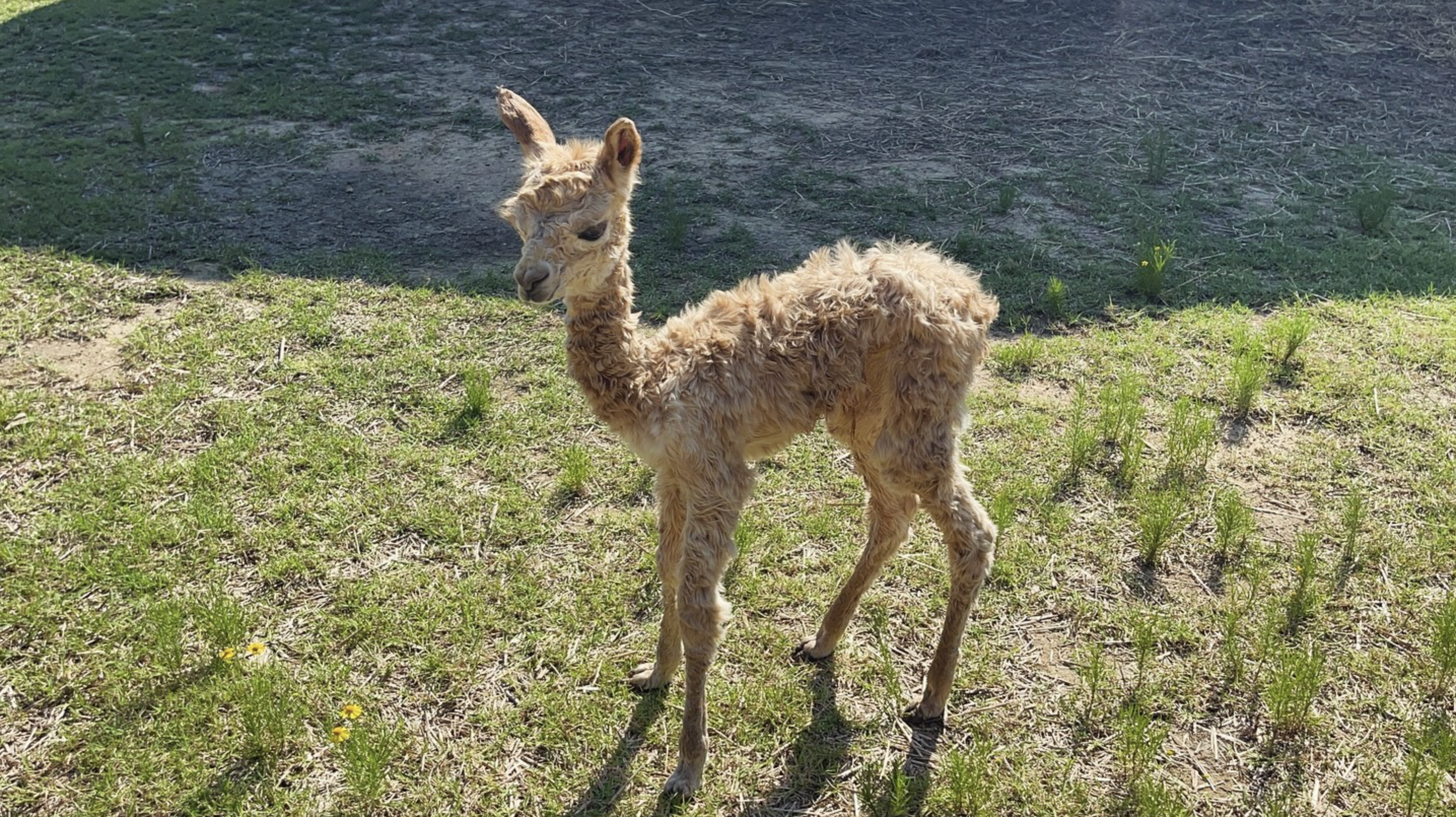 Friendly white alpaca at Camacho's Farms in Stem, NC