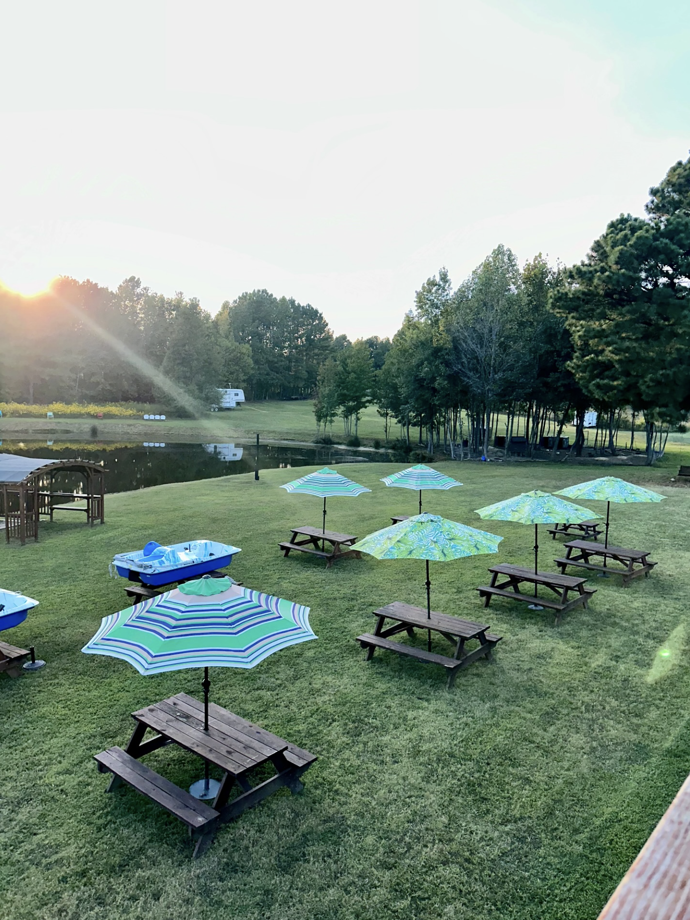Camacho's Farms at golden hour with alpacas and goats grazing