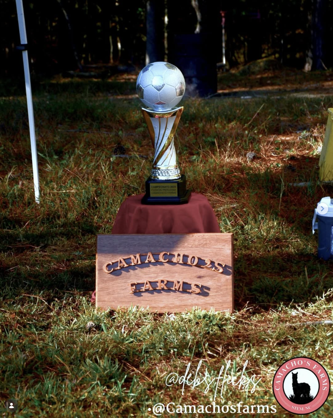 Adorable alpaca closeup